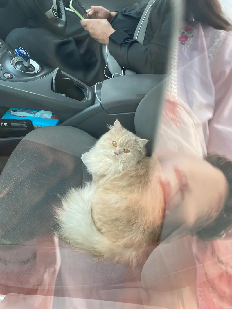 Persian cat — photo 4