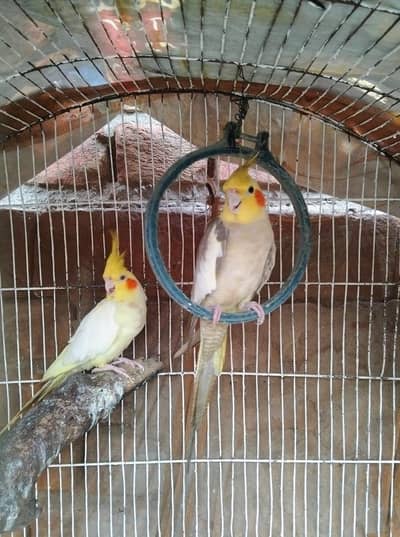 Cocktail/Budgies pairs available. For details READ DESCRIPTION.
