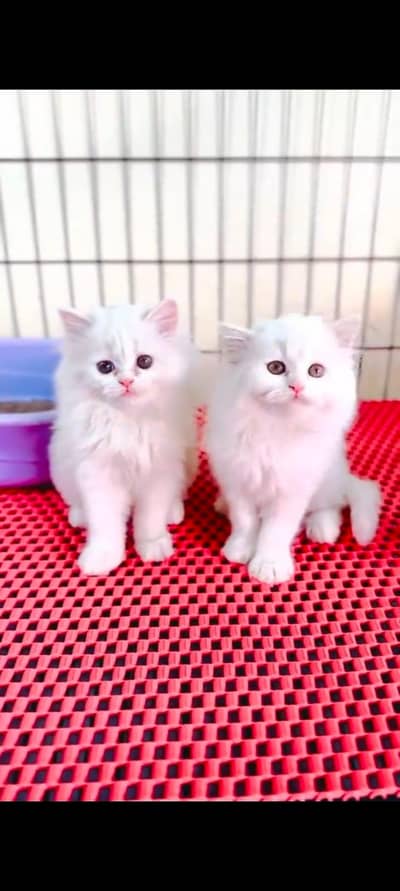 pure Persian cats vaccinated triple coated WhatsApp/0341/2761121/