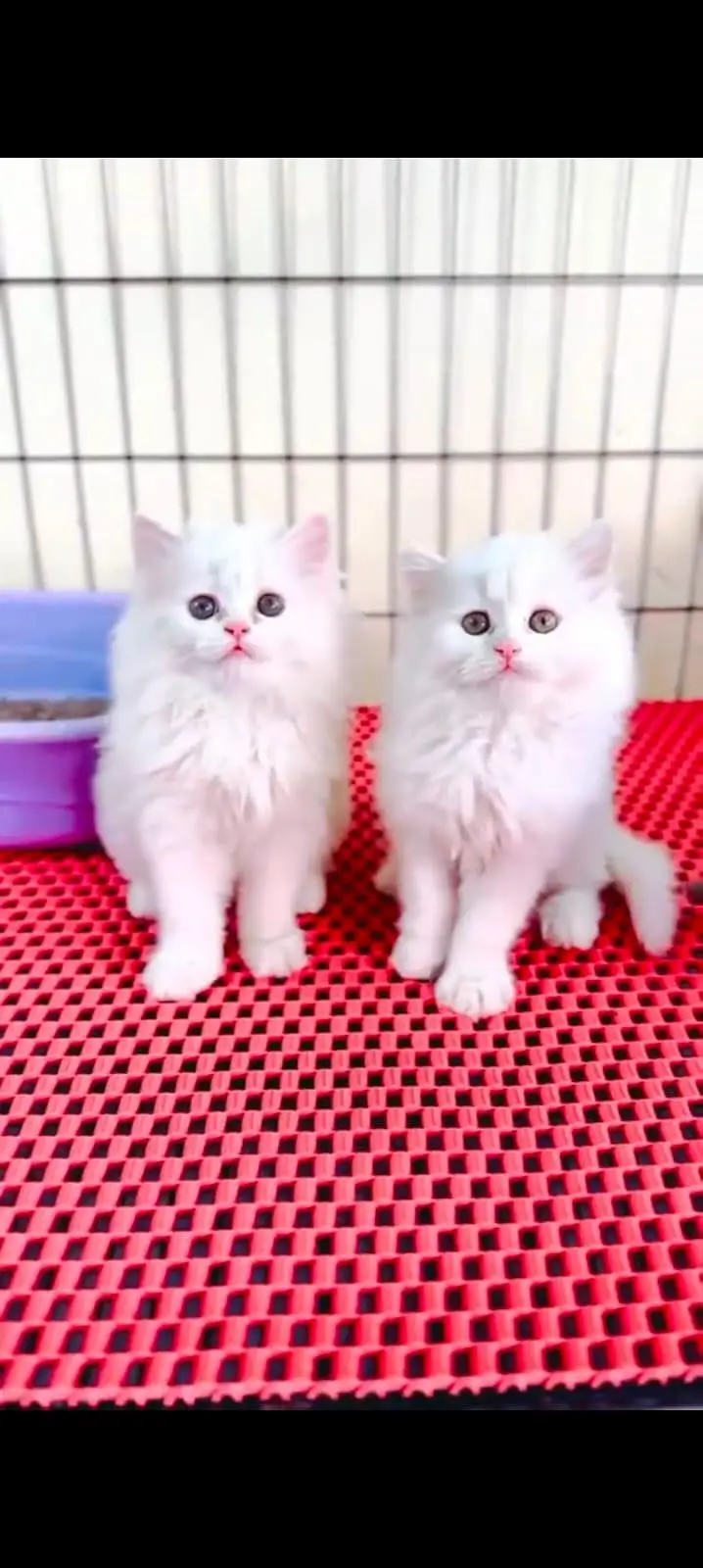 pure Persian cats vaccinated triple coated WhatsApp/0341/2761121/ — photo 2