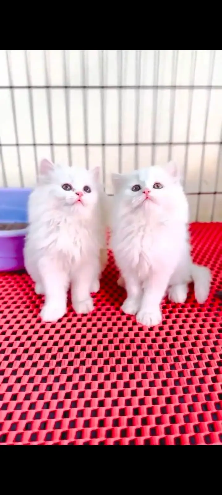 pure Persian cats vaccinated triple coated WhatsApp/0341/2761121/ — photo 3