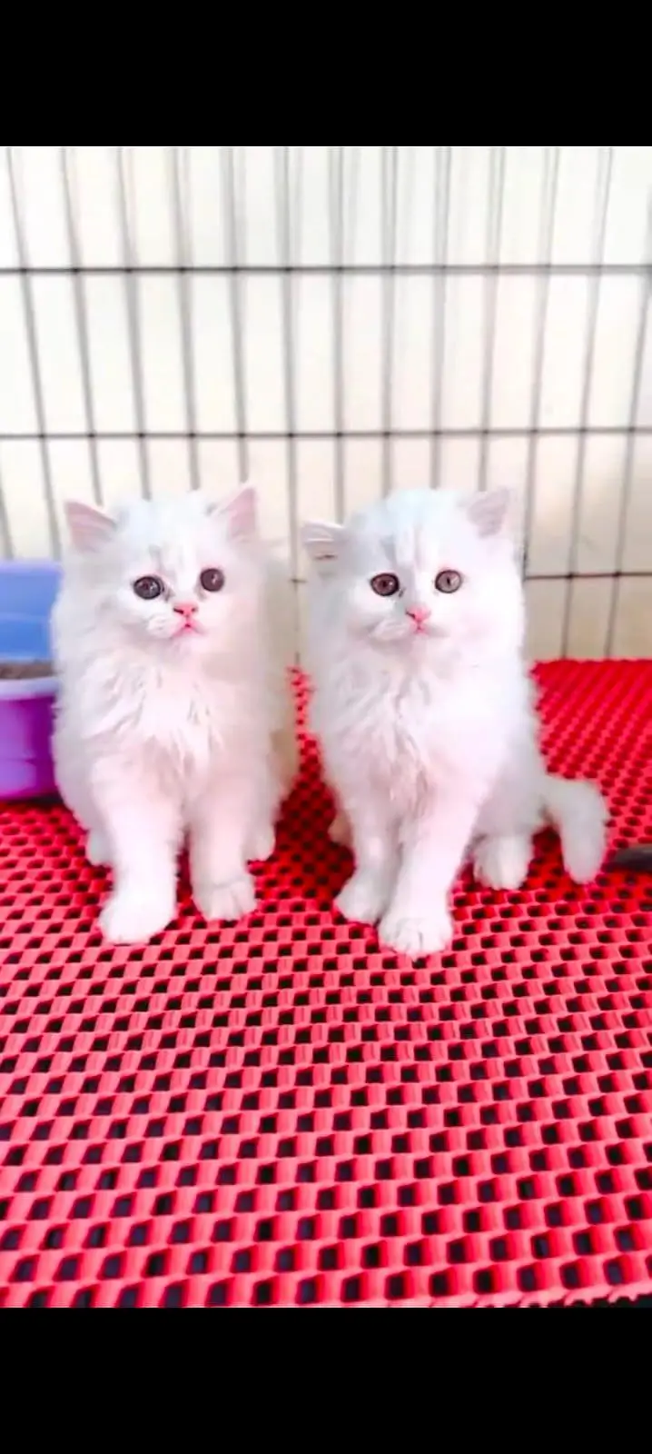 pure Persian cats vaccinated triple coated WhatsApp/0341/2761121/ — photo 4