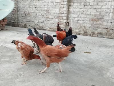 cooks and hens