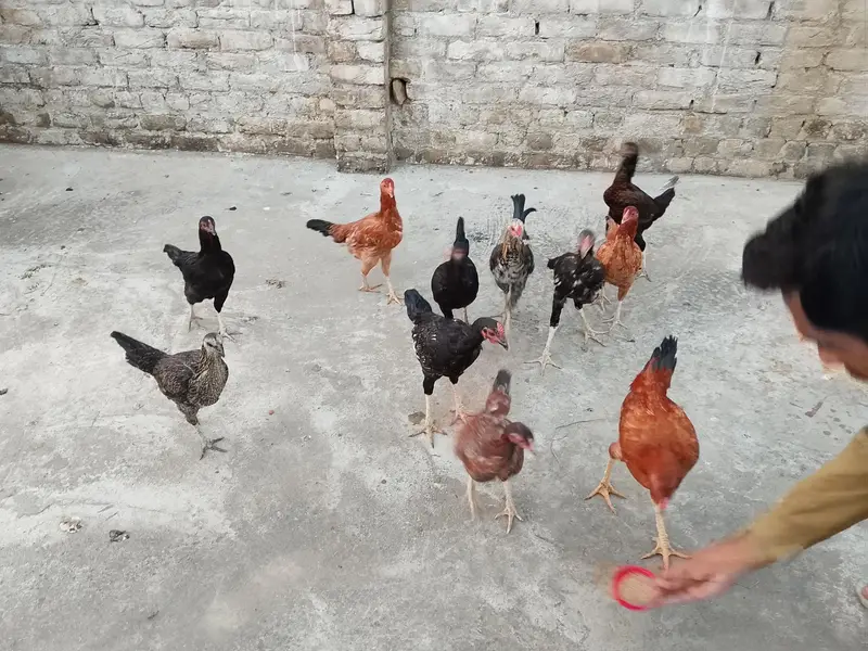 cooks and hens — photo 3