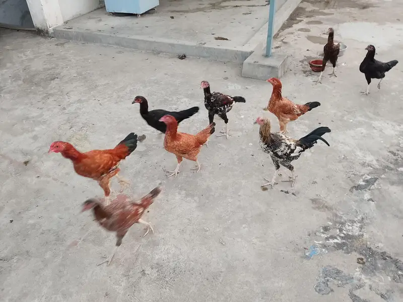 cooks and hens — photo 4