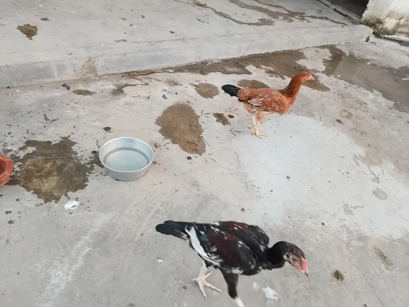 cooks and hens — photo 5