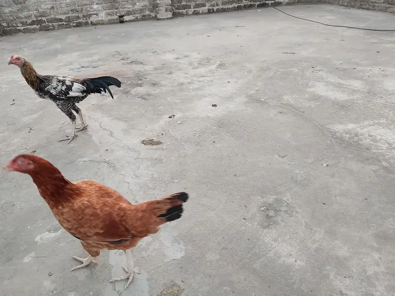 cooks and hens — photo 7