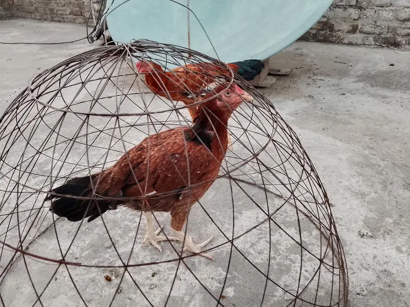 cooks and hens — photo 8