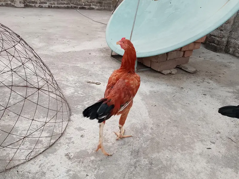 cooks and hens — photo 9