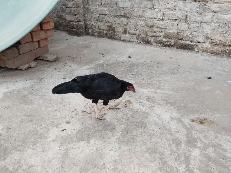 cooks and hens — photo 10