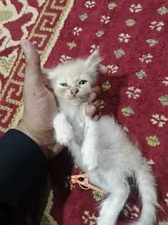 Persian kittens brown and white black nose