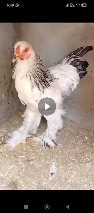 turkey chicks and white polish and Coco polish available