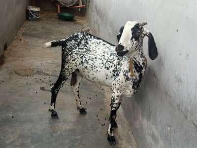 teddy bakri
