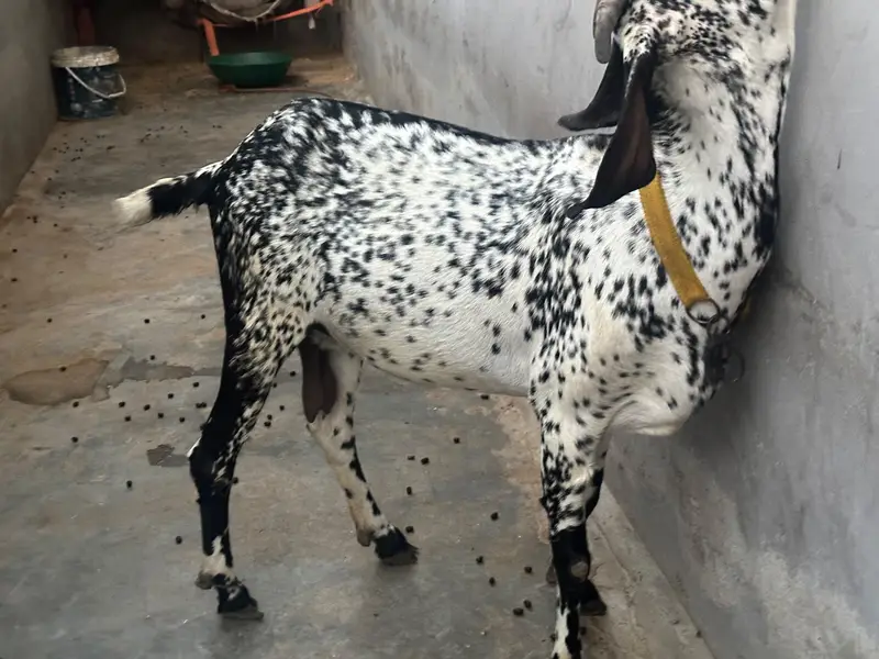 teddy bakri — photo 3