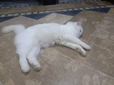 Beautiful Persian Cat for Sale