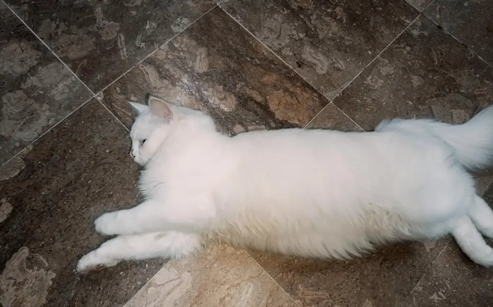Beautiful Persian Cat for Sale — photo 2