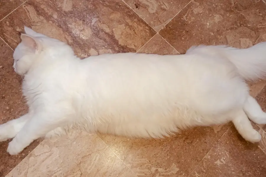 Beautiful Persian Cat for Sale — photo 3