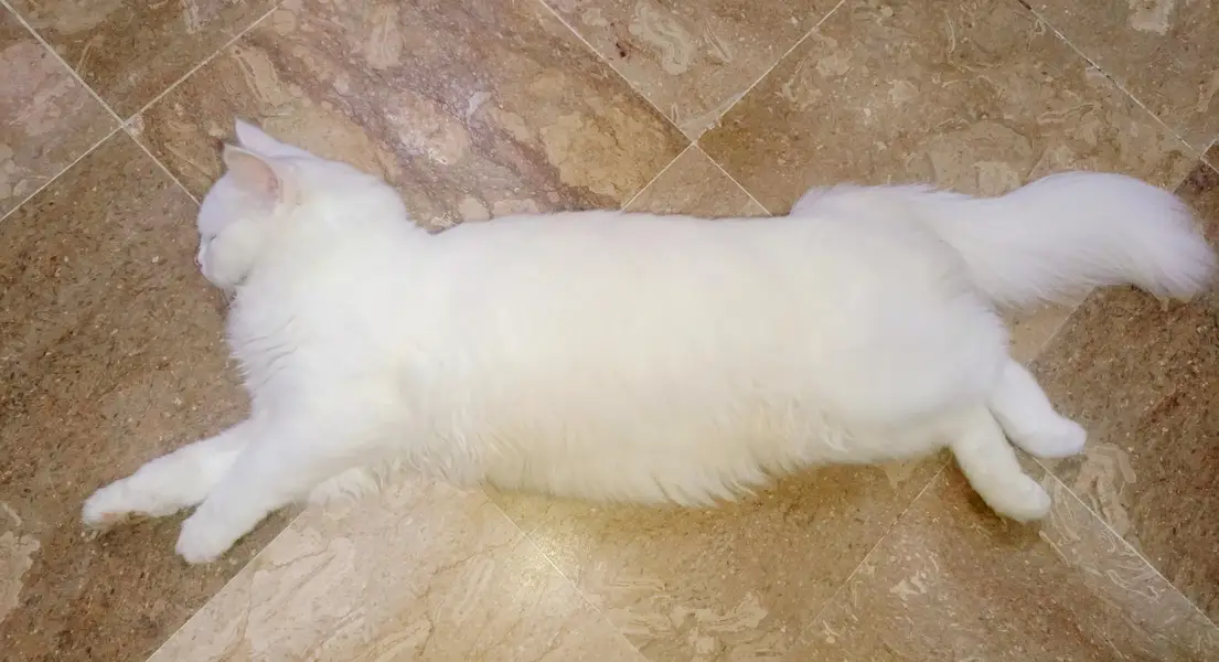 Beautiful Persian Cat for Sale — photo 4