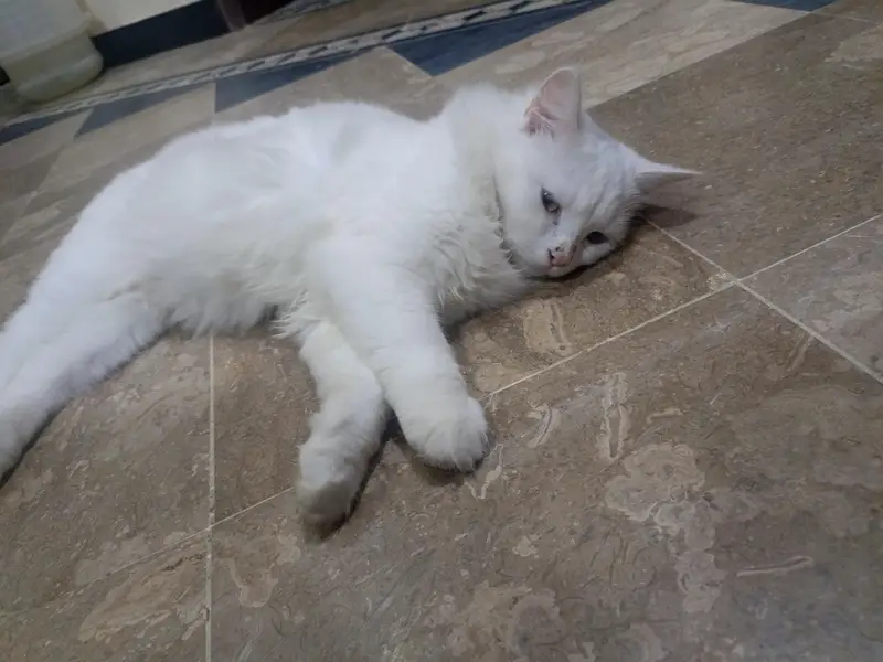 Beautiful Persian Cat for Sale — photo 5