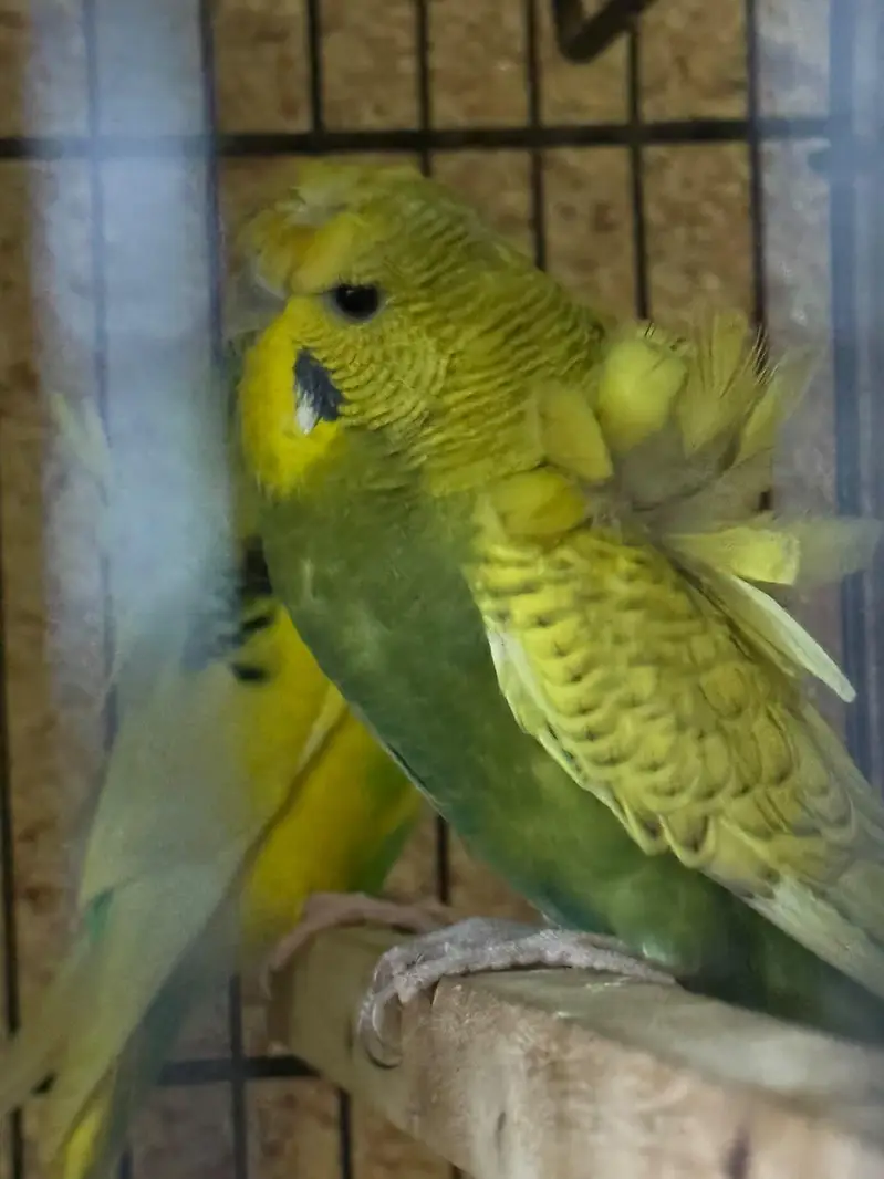 Hogo young pair — photo 2