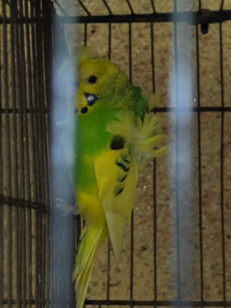 Hogo young pair — photo 6