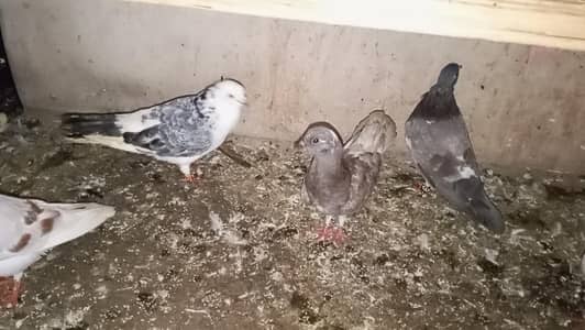 recer and Gola pigeons for sale breeder and pathy and 2 wood cage for