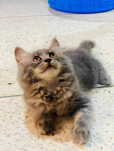 cat for sell