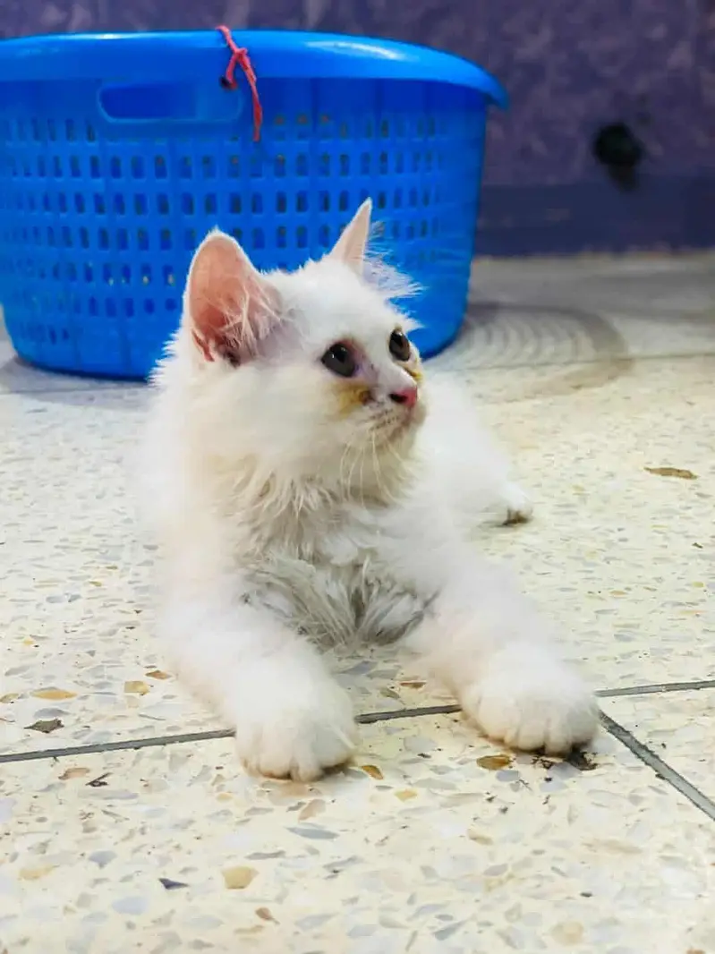 cat for sell — photo 2