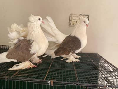 Amercian saddle Faintail  English pigeons   lakkay  sattinet breeder
