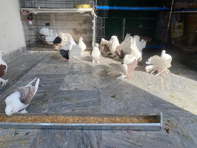 Amercian saddle Faintail  English pigeons   lakkay  sattinet breeder — photo 2