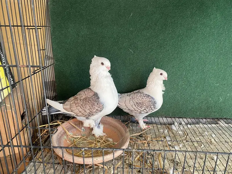 Amercian saddle Faintail  English pigeons   lakkay  sattinet breeder — photo 3