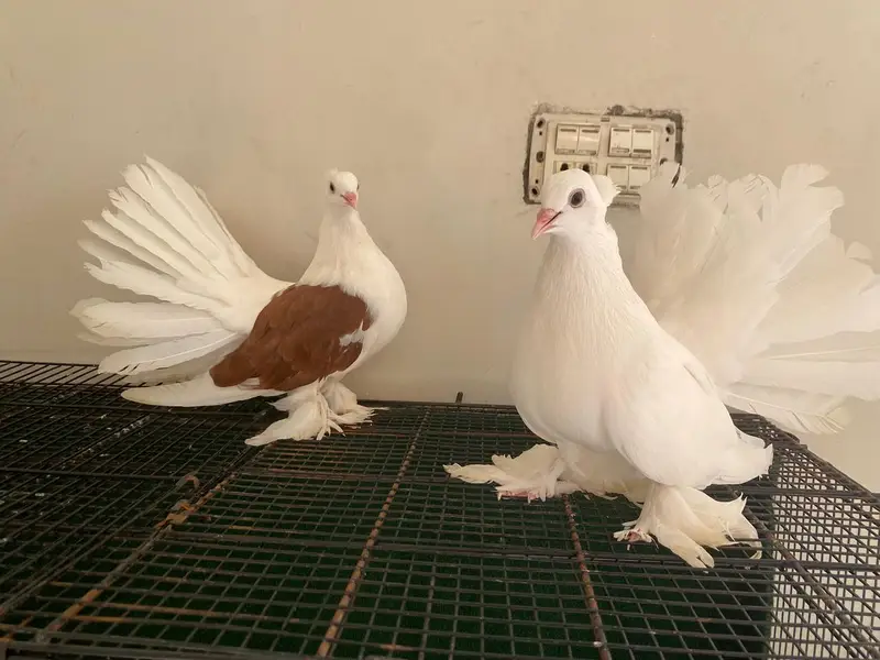 Amercian saddle Faintail  English pigeons   lakkay  sattinet breeder — photo 4