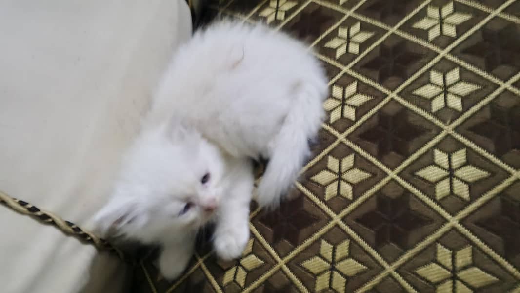 kitten 0