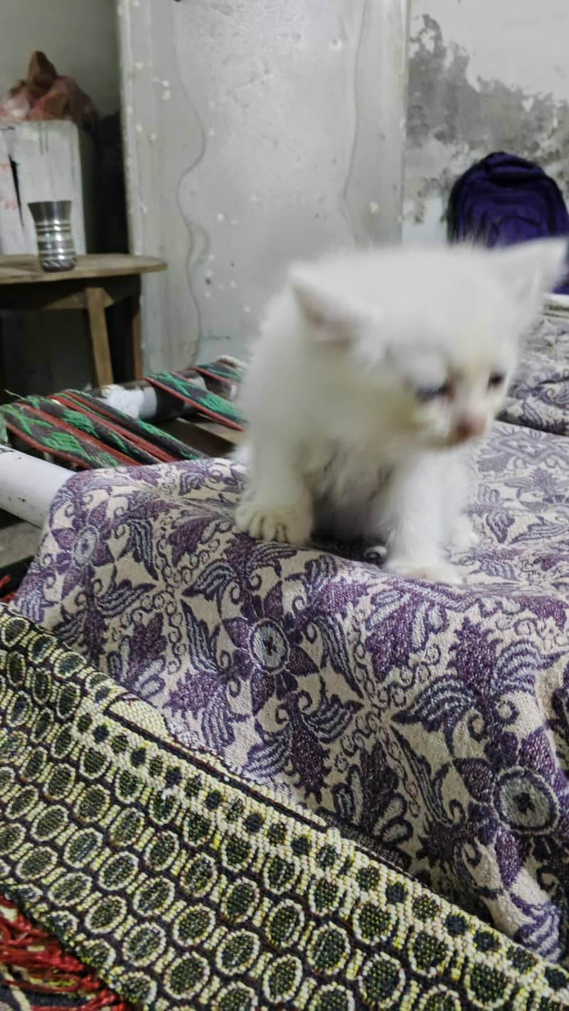kitten 1