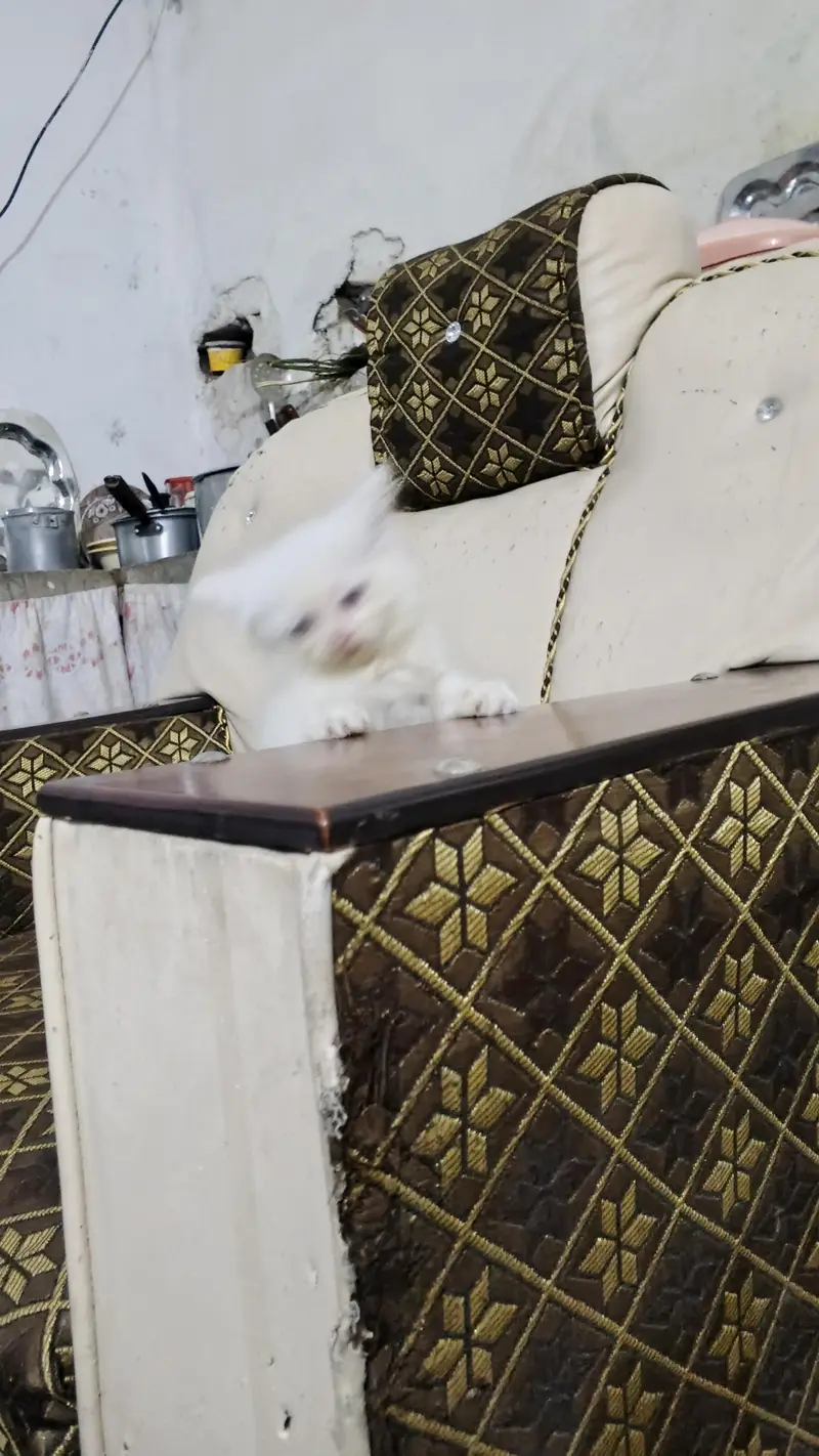 kitten — photo 3