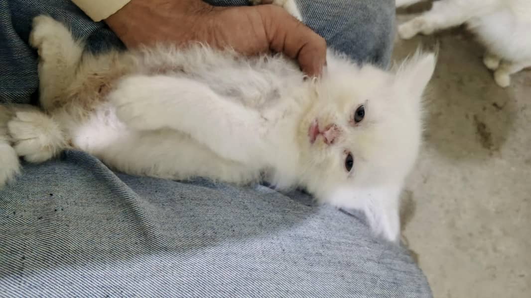kitten 3