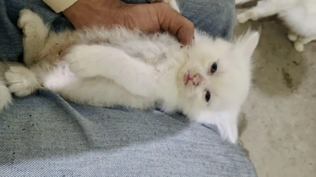kitten — photo 4