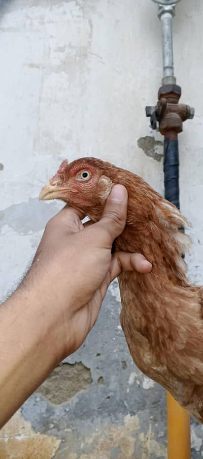 PURE MIANWALI MURGI WITH 5 CHICKS (03102179798)