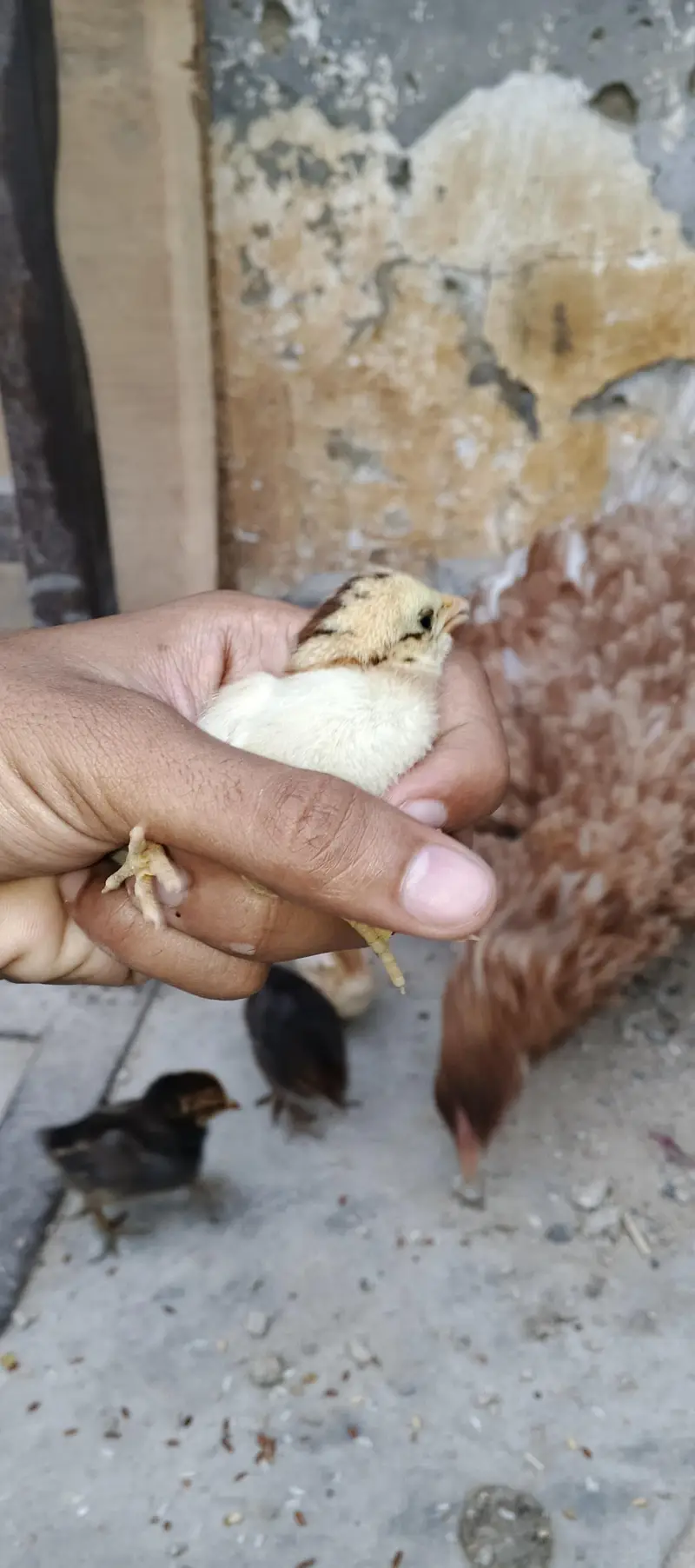 PURE MIANWALI MURGI WITH 5 CHICKS (03102179798) — photo 2