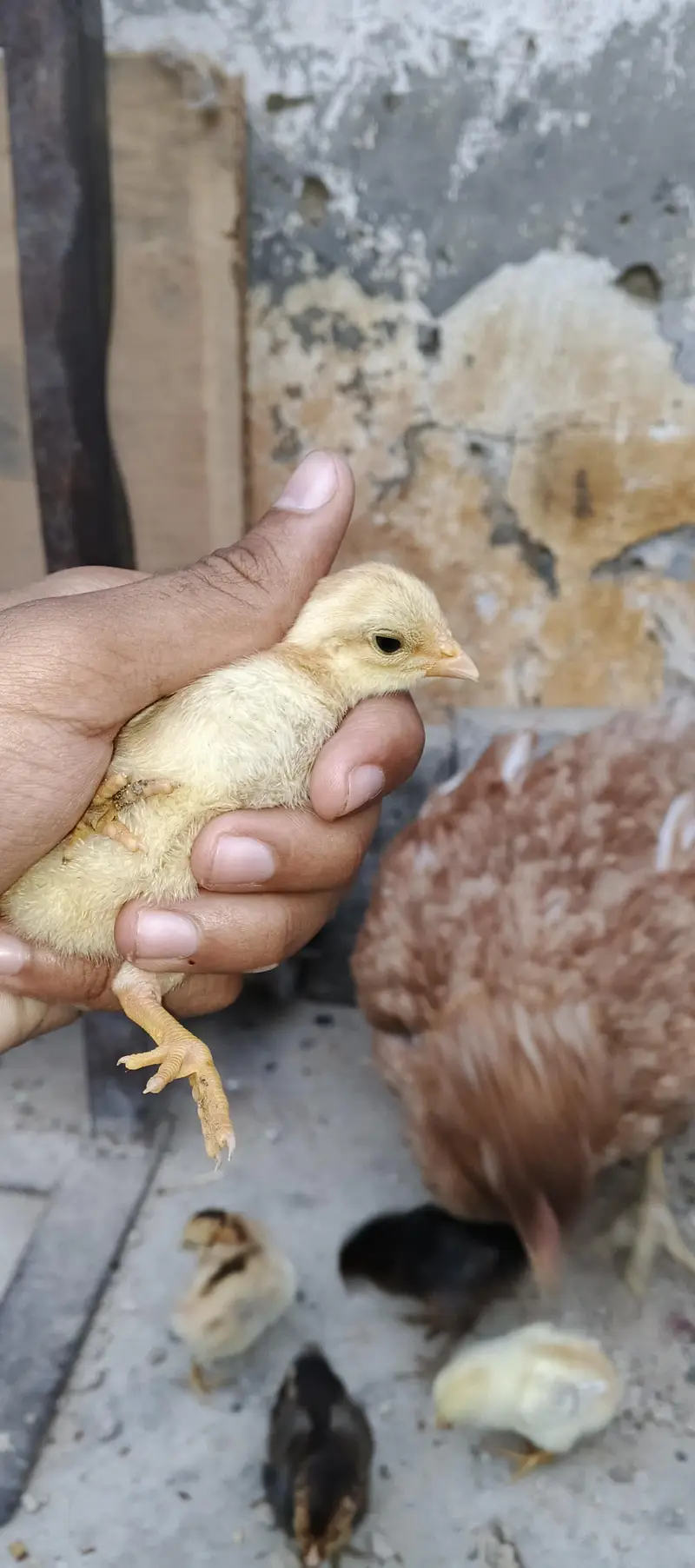 PURE MIANWALI MURGI WITH 5 CHICKS (03102179798) — photo 3