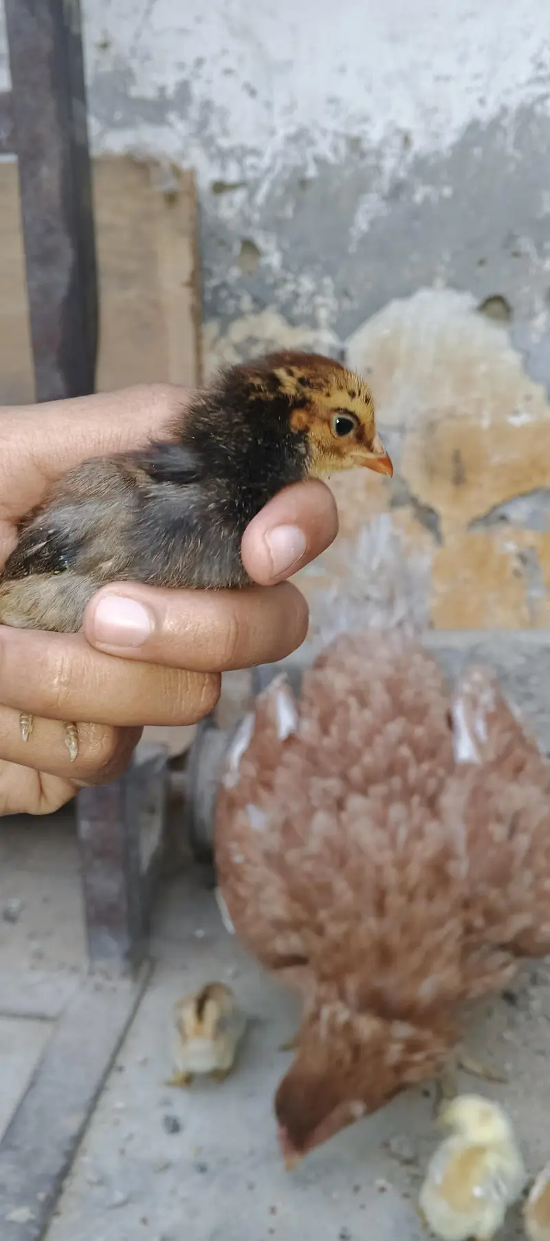 PURE MIANWALI MURGI WITH 5 CHICKS (03102179798) — photo 4