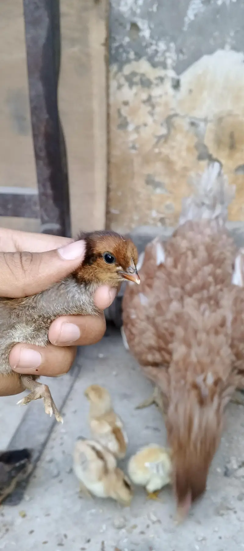 PURE MIANWALI MURGI WITH 5 CHICKS (03102179798) — photo 5
