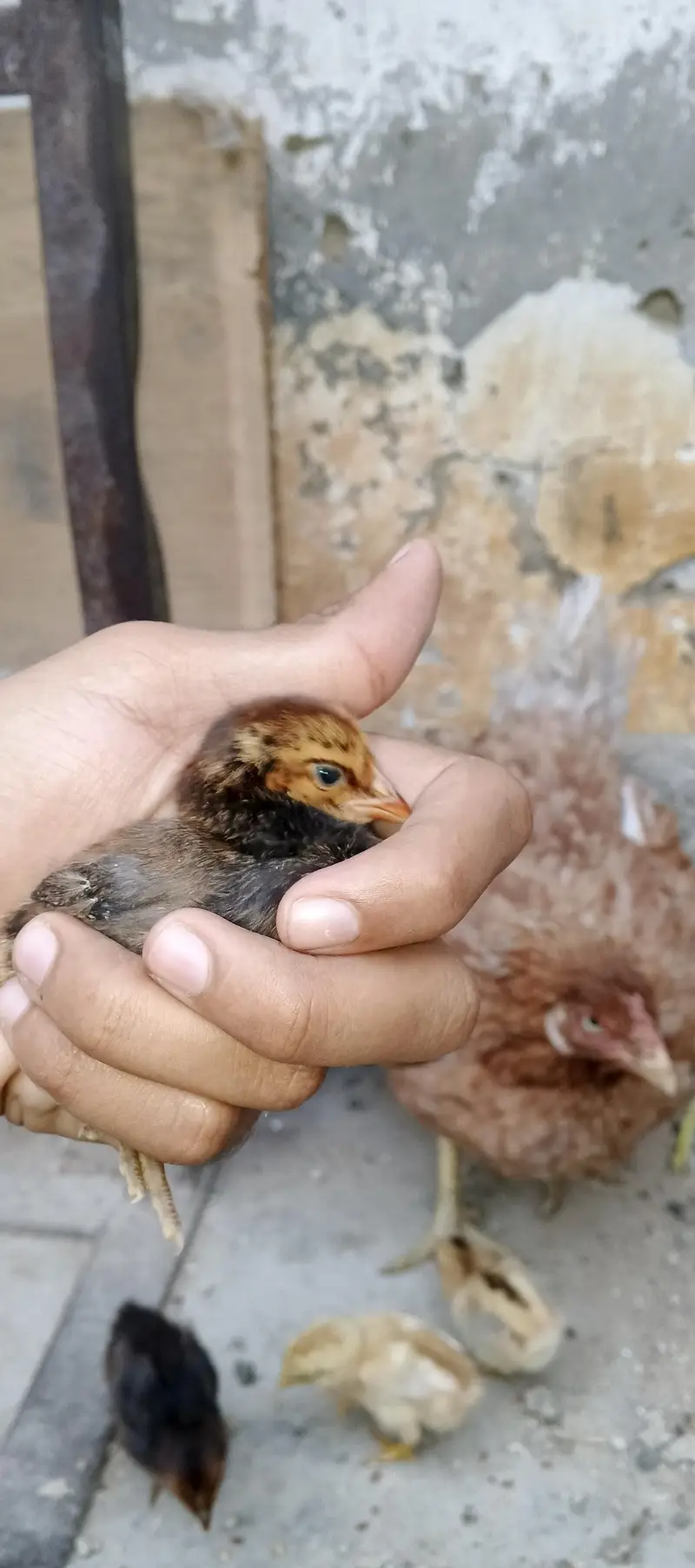 PURE MIANWALI MURGI WITH 5 CHICKS (03102179798) — photo 6