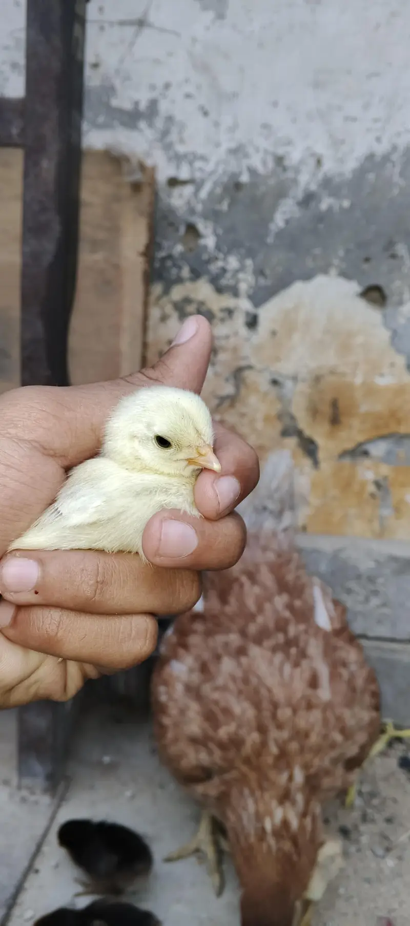 PURE MIANWALI MURGI WITH 5 CHICKS (03102179798) — photo 7