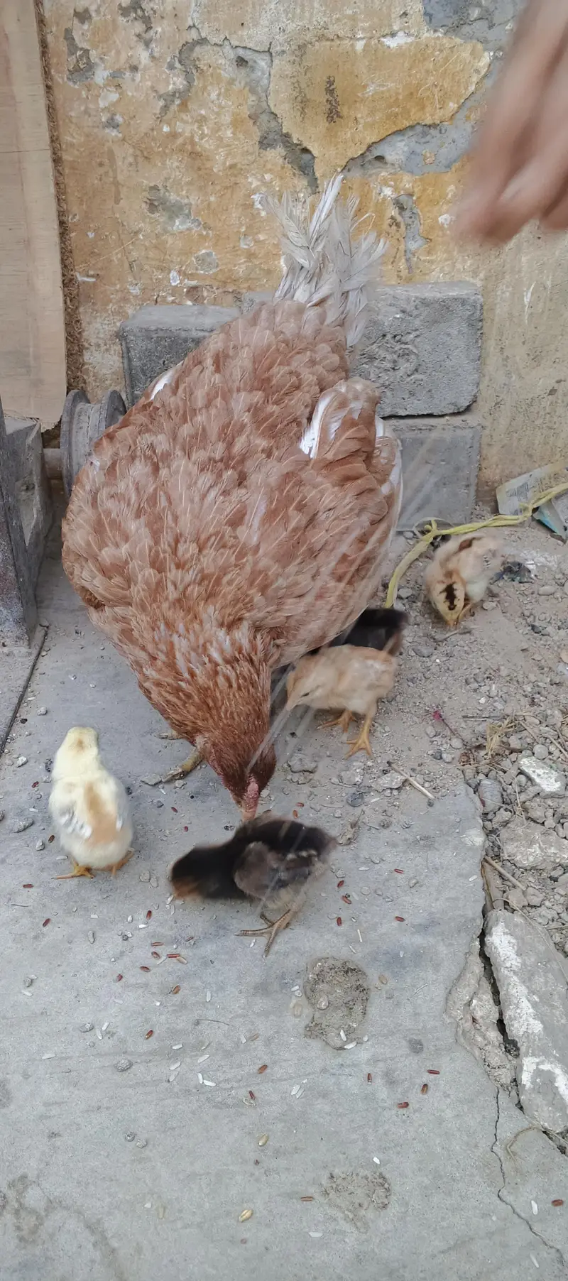 PURE MIANWALI MURGI WITH 5 CHICKS (03102179798) — photo 8