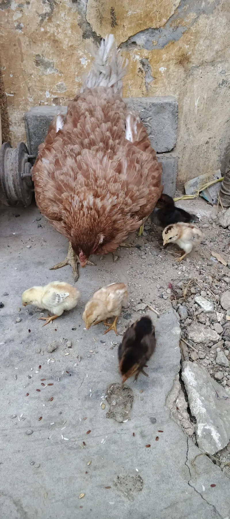 PURE MIANWALI MURGI WITH 5 CHICKS (03102179798) — photo 9