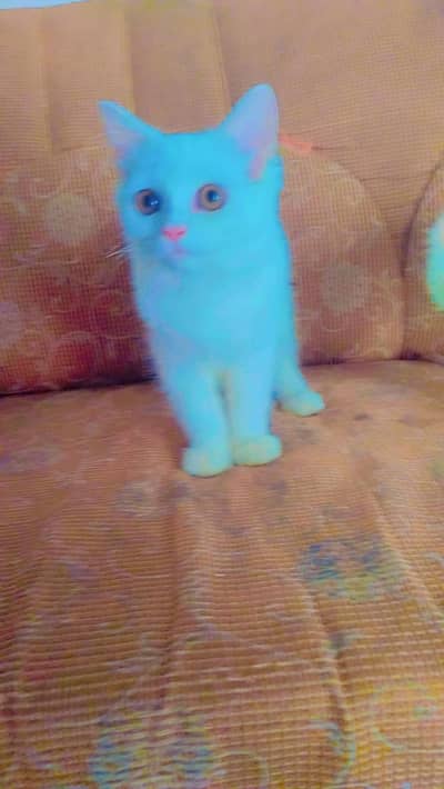 Persian male or female cats