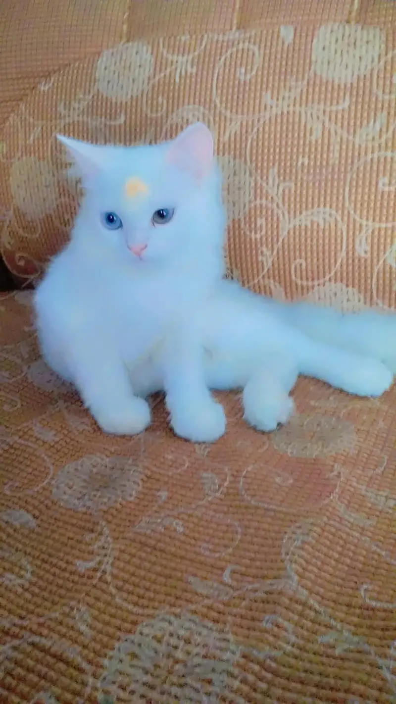Persian male or female cats — photo 2