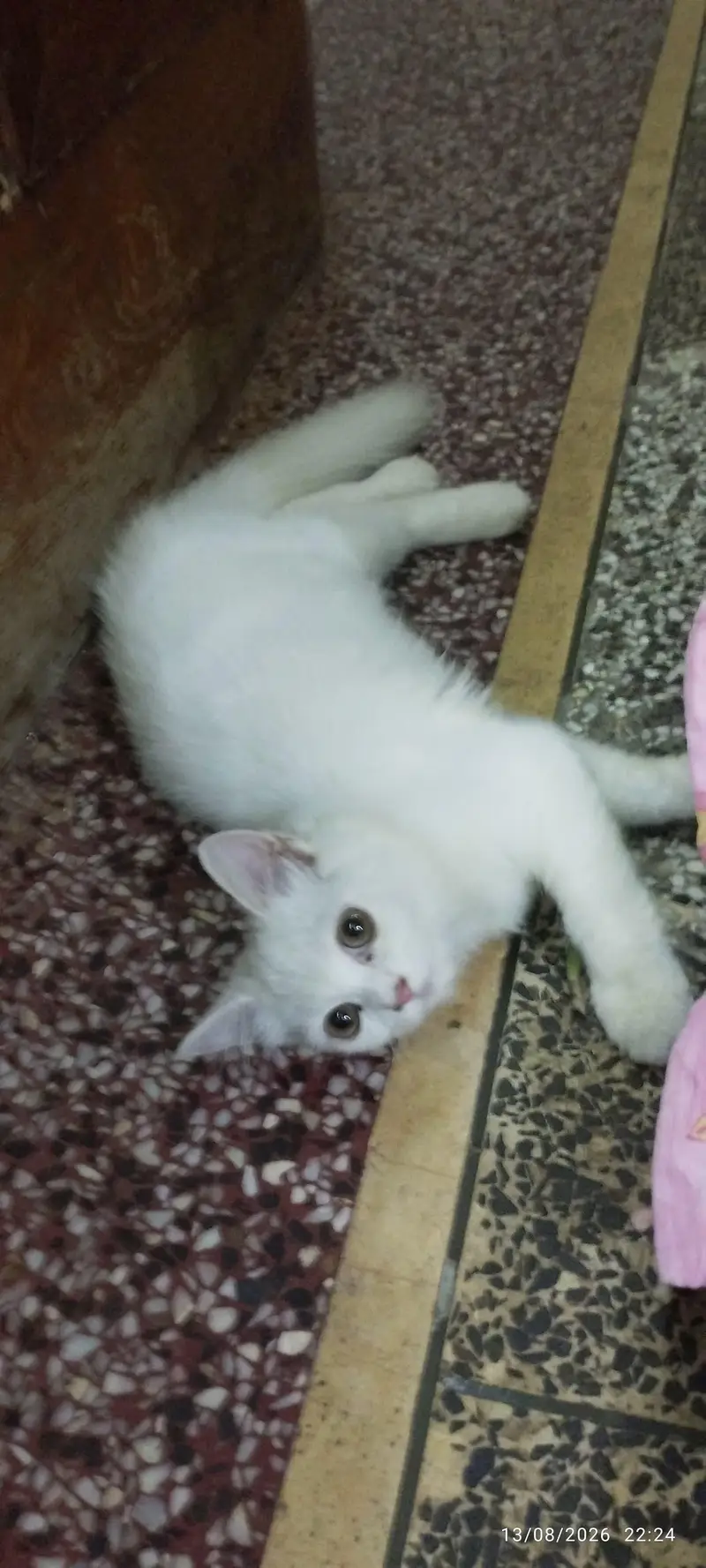 Persian male or female cats — photo 3