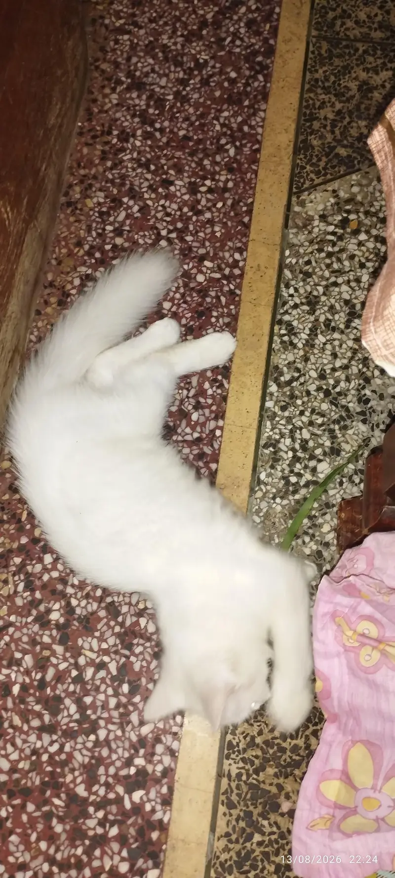 Persian male or female cats — photo 4